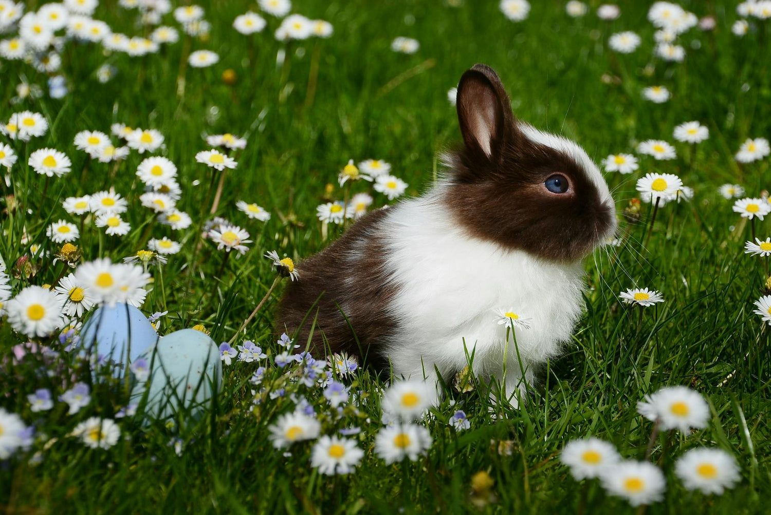 Other Pets