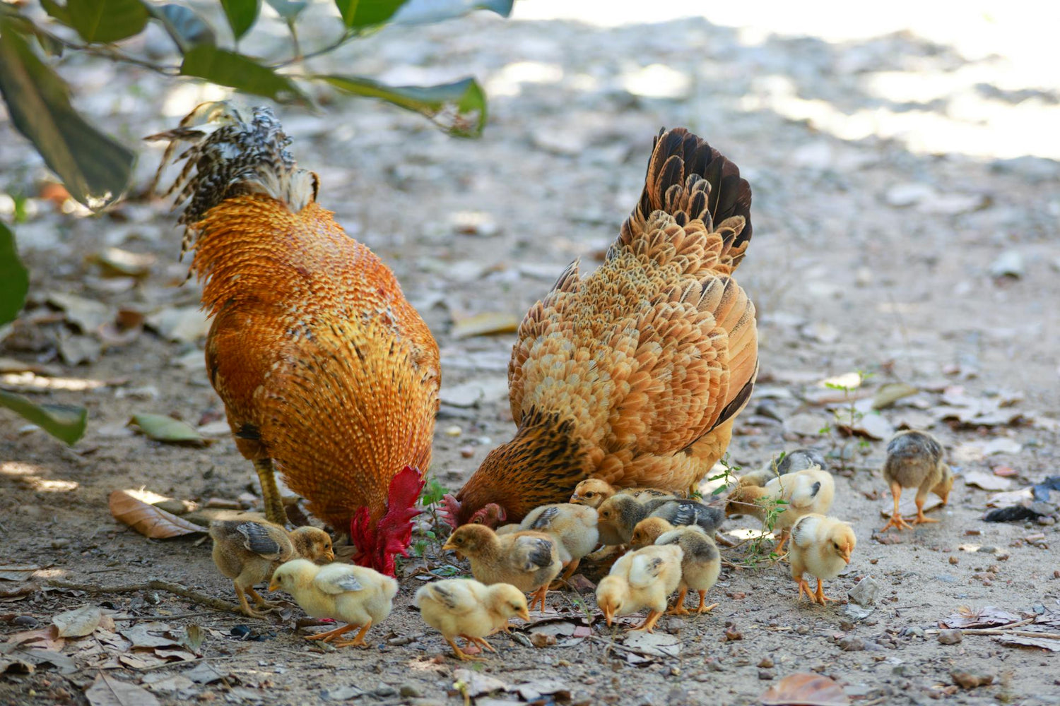 Chickens